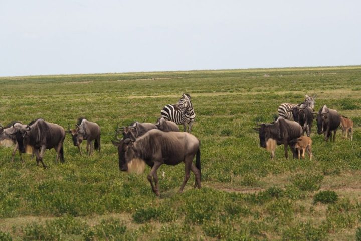 serengeti np