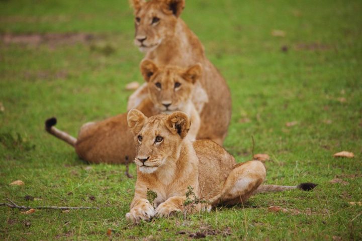 Photographer's-Journey